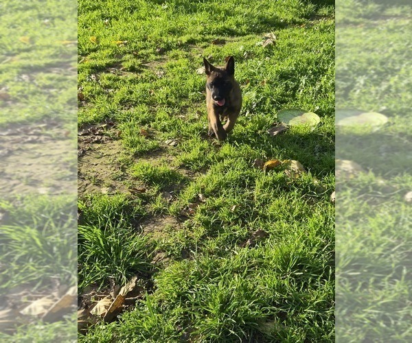 Medium Photo #13 Belgian Malinois Puppy For Sale in DIXON, CA, USA