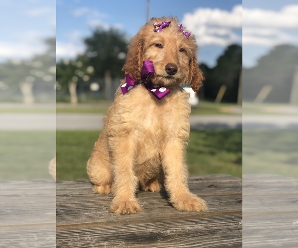 Medium Photo #10 Goldendoodle Puppy For Sale in KISSIMMEE, FL, USA