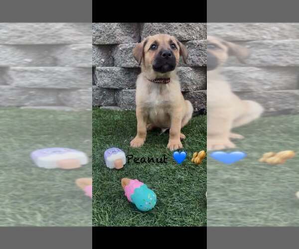 Medium Photo #1 Shollie Puppy For Sale in Turlock, CA, USA