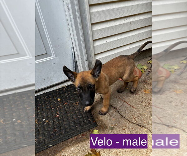 Medium Photo #1 Mutt Puppy For Sale in Imlay City, MI, USA