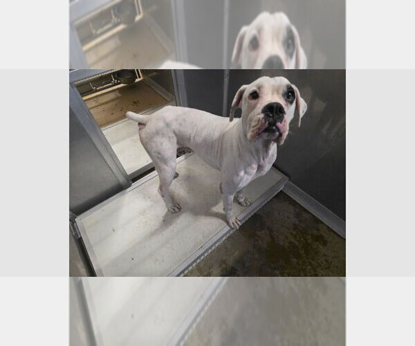 Medium Photo #3 Boxer Puppy For Sale in Austin, TX, USA