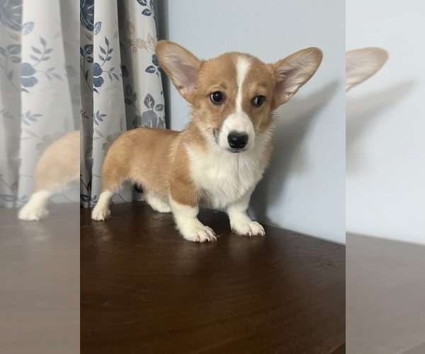 Medium Photo #11 Pembroke Welsh Corgi Puppy For Sale in DURHAM, CT, USA