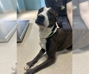 Mutt Dogs for adoption in Newton, NC, USA
