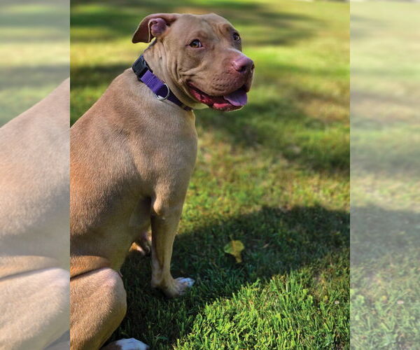 Medium Photo #5 American Pit Bull Terrier Puppy For Sale in Westminster, MA, USA