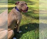 Small #4 American Pit Bull Terrier