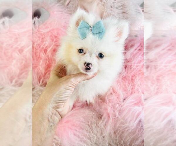 Medium Photo #25 Pomeranian Puppy For Sale in TAMPA, FL, USA