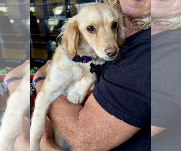 Medium Photo #6 Chihuahua-Cocker Spaniel Mix Puppy For Sale in Corona, CA, USA