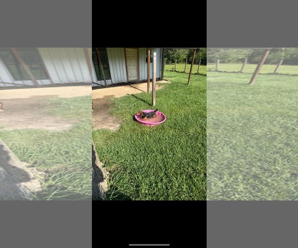 Medium Photo #6 Basset Hound-Miniature Pinscher Mix Puppy For Sale in Valrico, FL, USA