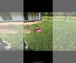 Small #5 Basset Hound-Miniature Pinscher Mix
