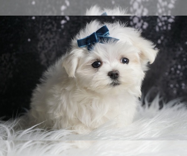 Medium Photo #4 Maltese Puppy For Sale in WARSAW, IN, USA