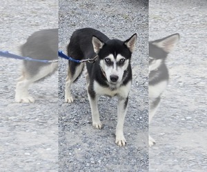 Huskies -Unknown Mix Dogs for adoption in Rustburg, VA, USA