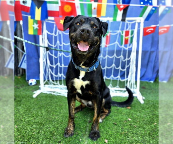Medium Photo #6 Rottweiler-Unknown Mix Puppy For Sale in Long Beach, CA, USA