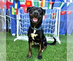 Small #5 Rottweiler Mix