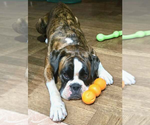 Medium Photo #1 Boxer Puppy For Sale in Dumont, NJ, USA