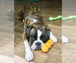 Small Boxer