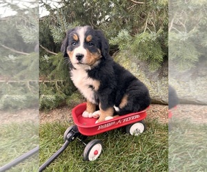 Pembroke Welsh Corgi Puppy for sale in MIDDLEBURY, IN, USA