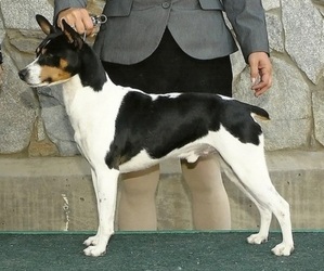 Father of the Rat Terrier puppies born on 12/07/2022