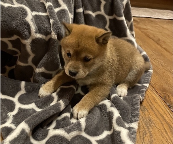 Medium Photo #27 Shiba Inu Puppy For Sale in SCHUYLKILL HAVEN, PA, USA
