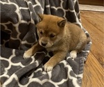 Small #1 Shiba Inu