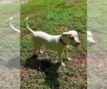 Small #3 Labrador Retriever Mix