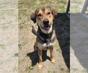 Labrador Retriever-Unknown Mix Dogs for adoption in Melrose, FL, USA