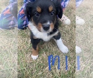 Texas Heeler Puppy for sale in OSCEOLA, IA, USA