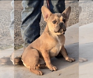 French Bulldog Puppy for sale in DENVER, CO, USA