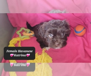 Havanese Puppy for sale in TUCSON, AZ, USA