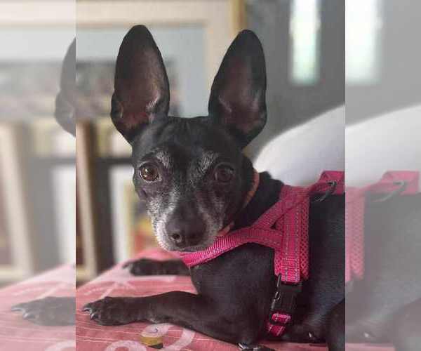 Medium Photo #3 Chiweenie Puppy For Sale in Plantation, FL, USA