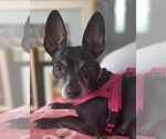 Small #2 Chiweenie