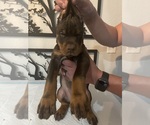 Small #4 Doberman Pinscher