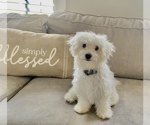Bichon Frise Puppy for sale in LAKE RIDGE, VA, USA