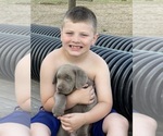 Small Photo #2 Labrador Retriever Puppy For Sale in KNOXVILLE, GA, USA