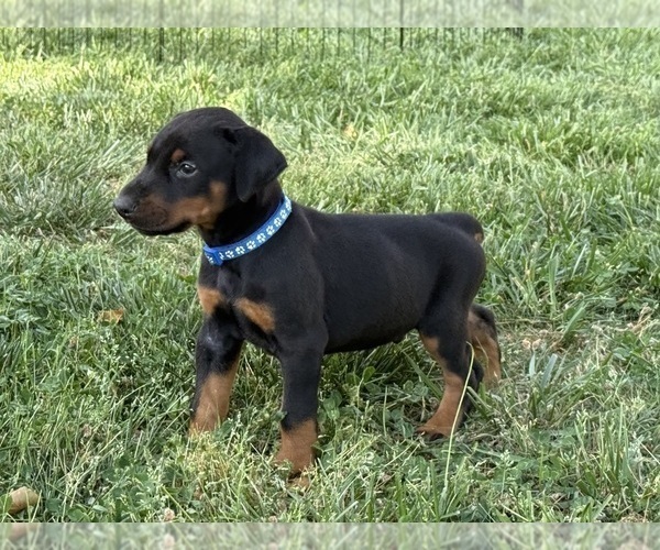 Medium Photo #16 Doberman Pinscher Puppy For Sale in NEWTON, NC, USA