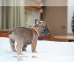 Puppy 9 French Bulldog