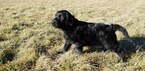 Small Photo #4 Labradoodle Puppy For Sale in CO SPGS, CO, USA