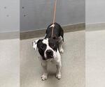 Small American Pit Bull Terrier Mix