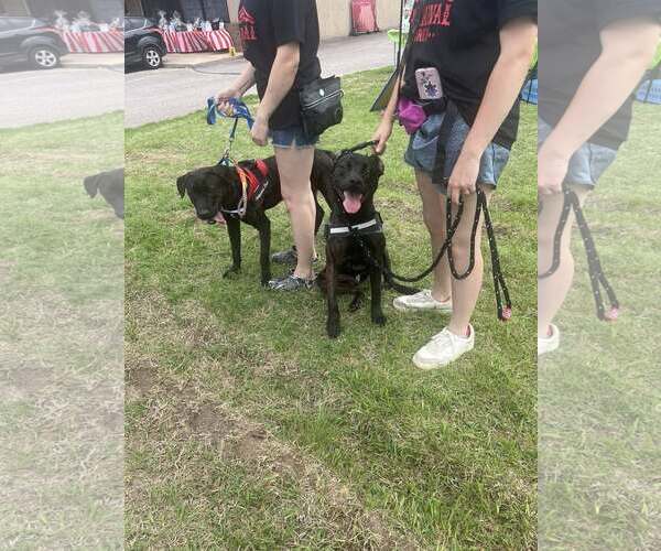 Medium Photo #14 Labrador Retriever-Unknown Mix Puppy For Sale in Munford, TN, USA