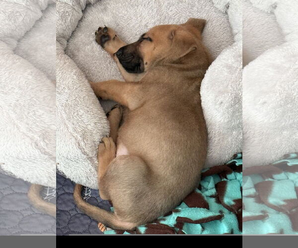 Medium Photo #3 Black Mouth Cur-Unknown Mix Puppy For Sale in Denton, TX, USA