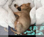 Small #2 Black Mouth Cur Mix