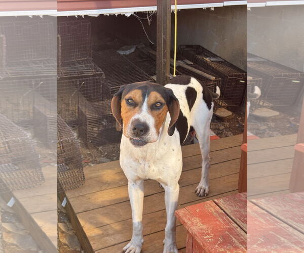 Medium Photo #5 Treeing Walker Coonhound Puppy For Sale in Westminster, MD, USA