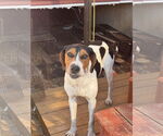 Small #4 Treeing Walker Coonhound