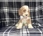 Small #2 Cockapoo