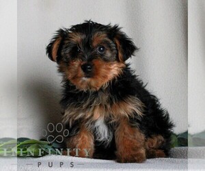 Yorkshire Terrier Puppy for sale in REINHOLDS, PA, USA