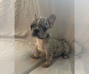 French Bulldog Puppy for sale in JOHNS ISLAND, SC, USA