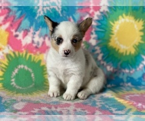 Pembroke Welsh Corgi Puppy for sale in LANCASTER, PA, USA