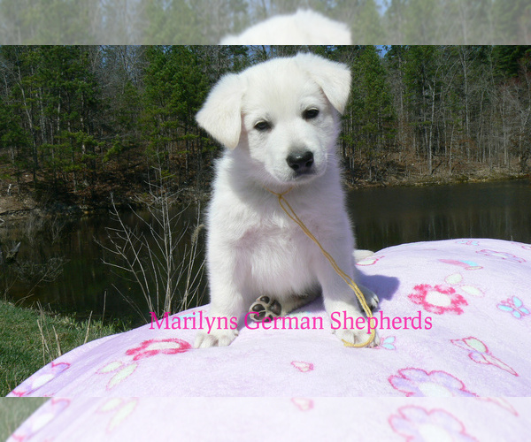Medium Photo #4 German Shepherd Dog Puppy For Sale in PIEDMONT, MO, USA