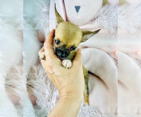 Medium Photo #2 Chihuahua Puppy For Sale in NAPLES, FL, USA