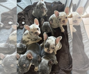 French Bulldog Puppy for Sale in LINCOLN, California USA