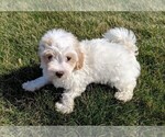 Small Photo #9 Maltipoo Puppy For Sale in FREDERICKSBURG, OH, USA
